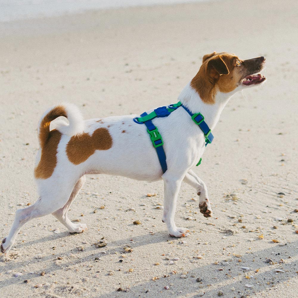 Zee.Dog - H-harnas NeoPro Apex