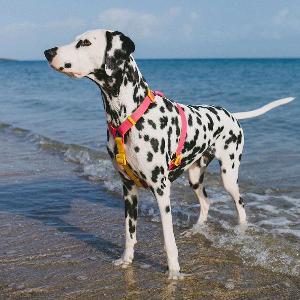 Zee.Dog - H-harnas NeoPro Lyra