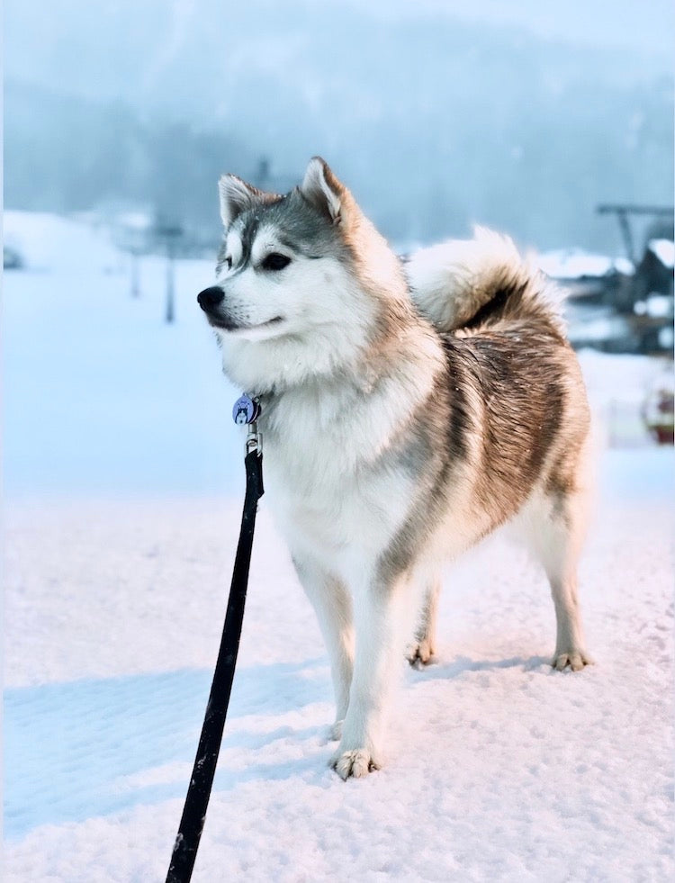 Geusje op wintersport