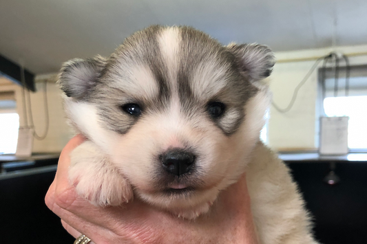 Pomsky puppy 4 weken oud