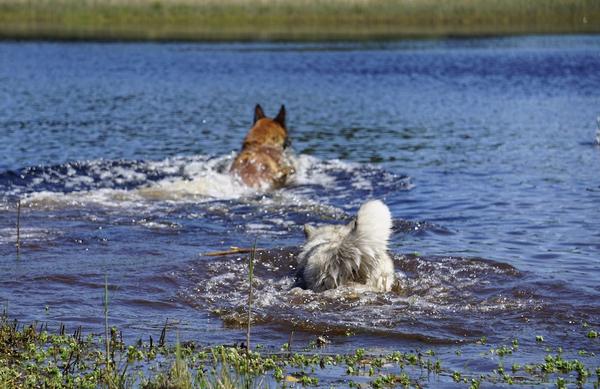 Geusje zwemmend met Mechelse Herder Troy