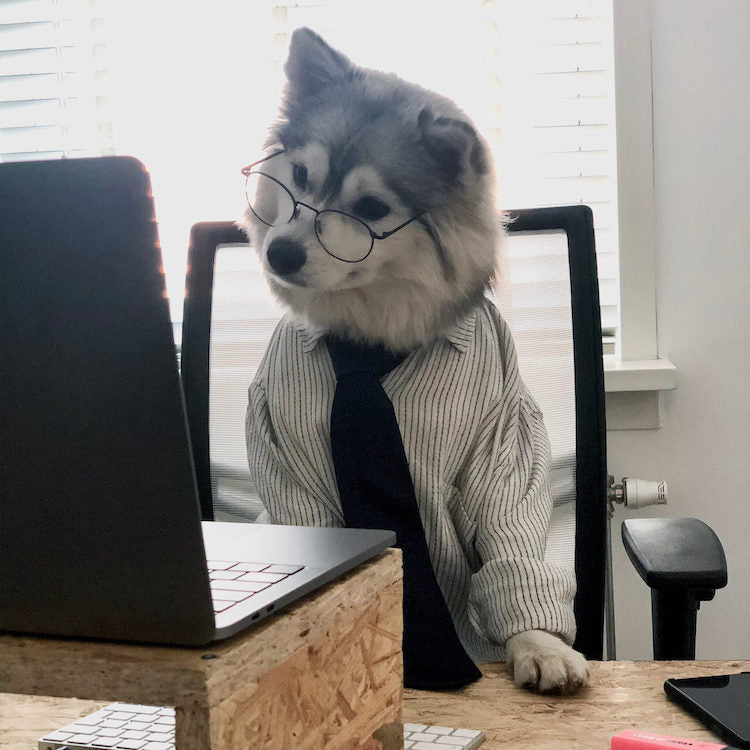 Pomsky hond achter een bureau