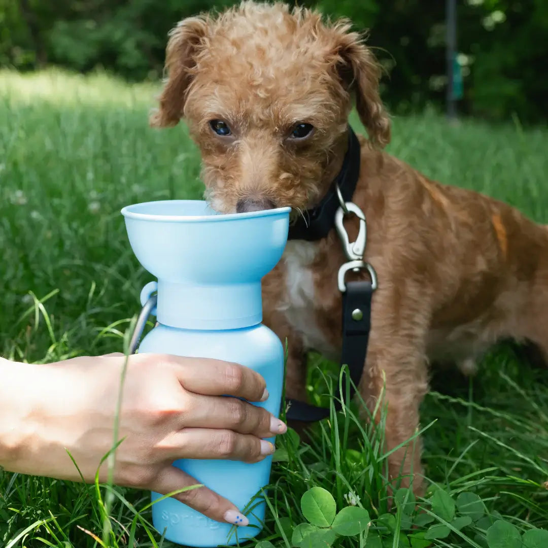 Springer - Flip Dog Travel Bottle - Sky Blue (590 ml)