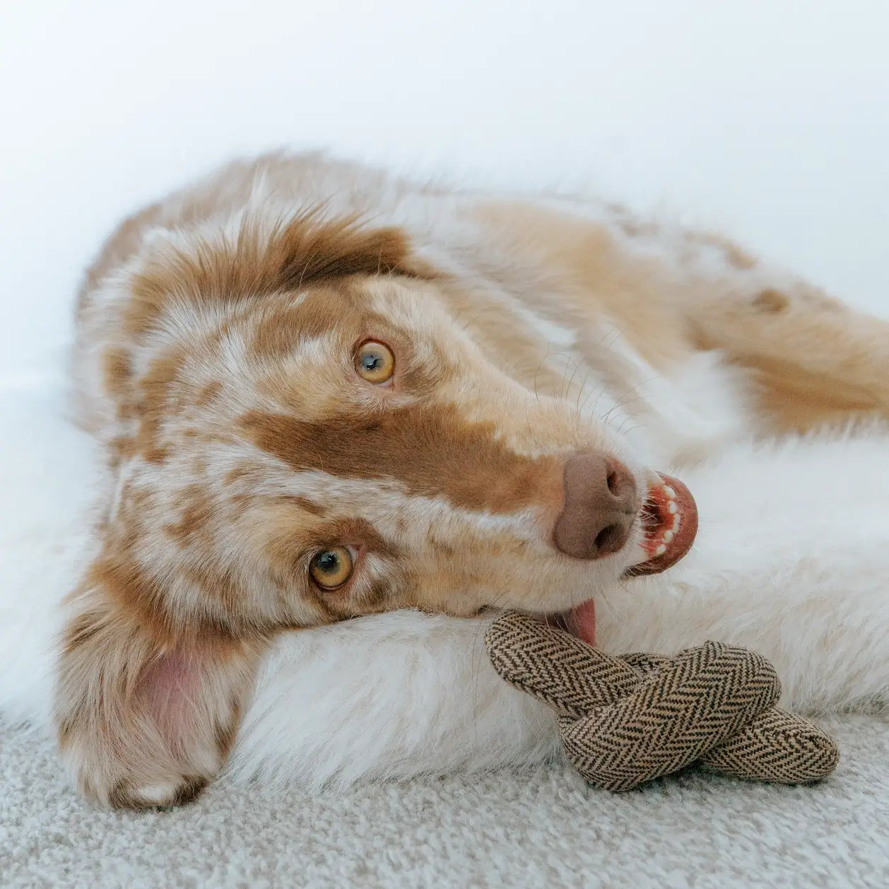 Lambwolf Collective - Birthday Cake