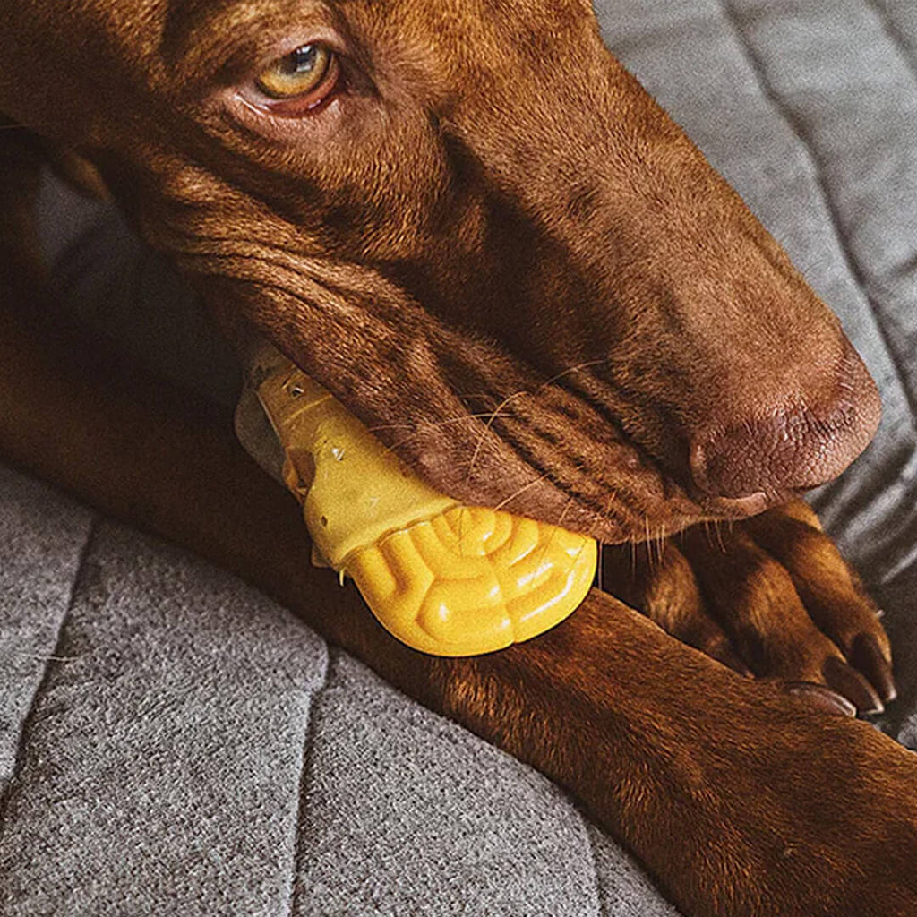 Zee.Dog - Brainies Brain Fried (10 cm)