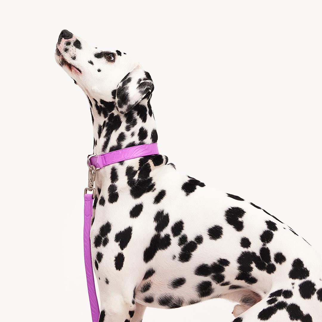 DOGGUO - Vegan Leather Collar - Zebra - Purple