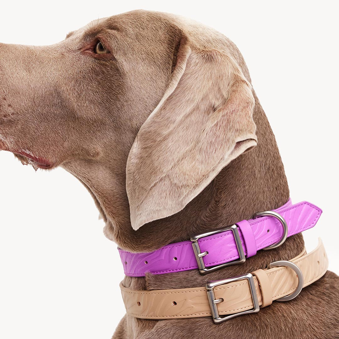 DOGGUO - Vegan Leather Collar - Zebra - Purple