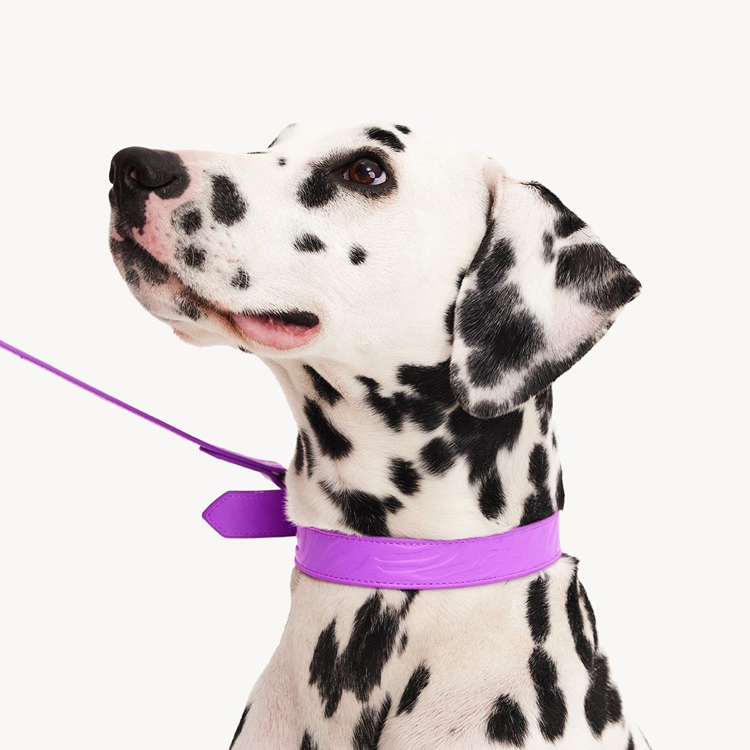 DOGGUO - Vegan Leather Collar - Zebra - Purple