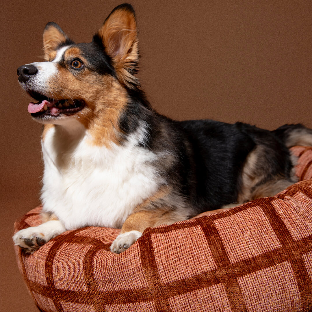 DOGGUO - Check ronde hondenmand - Mokka/Bruin