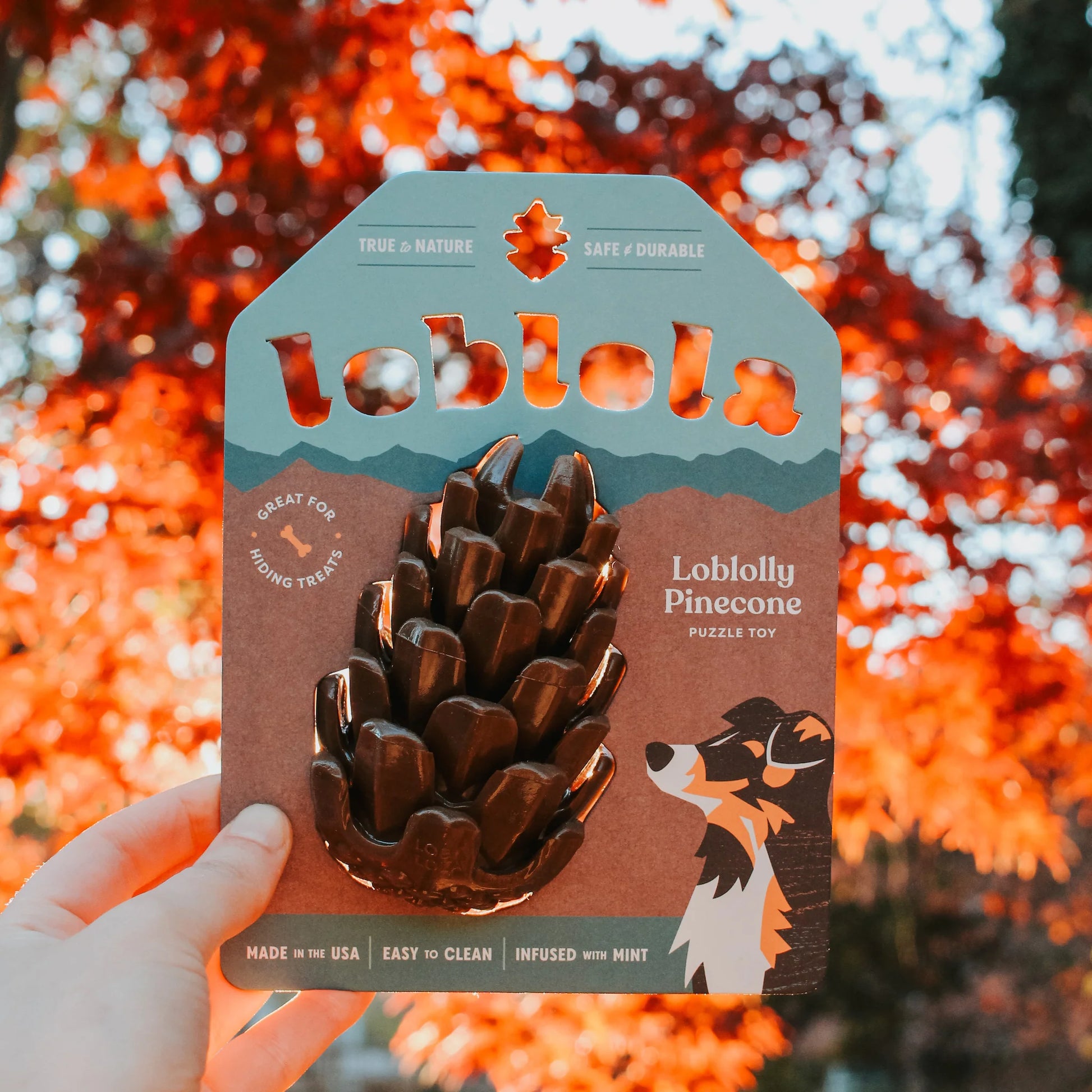 Loblola bij Neusje van Geusje - Loblolly Pinecone