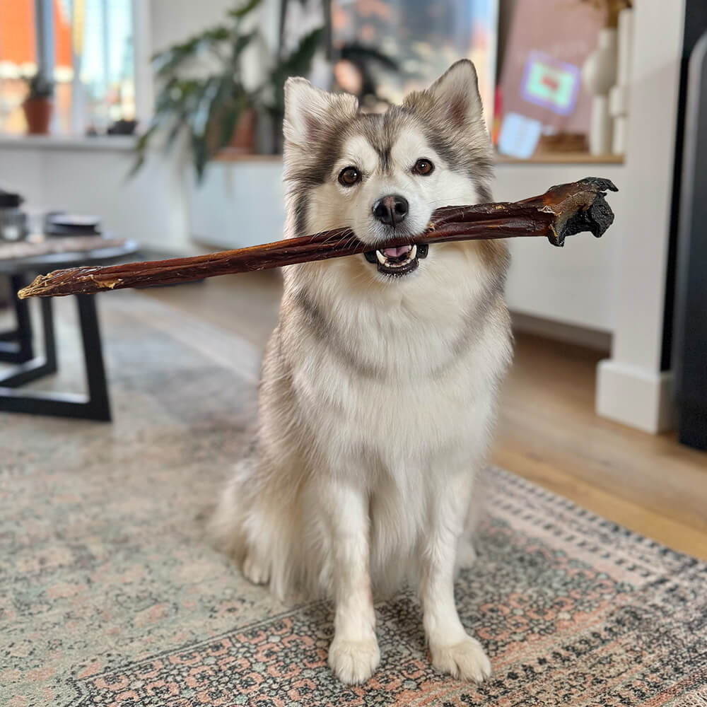 Paardenpees - 1 stuk - XL