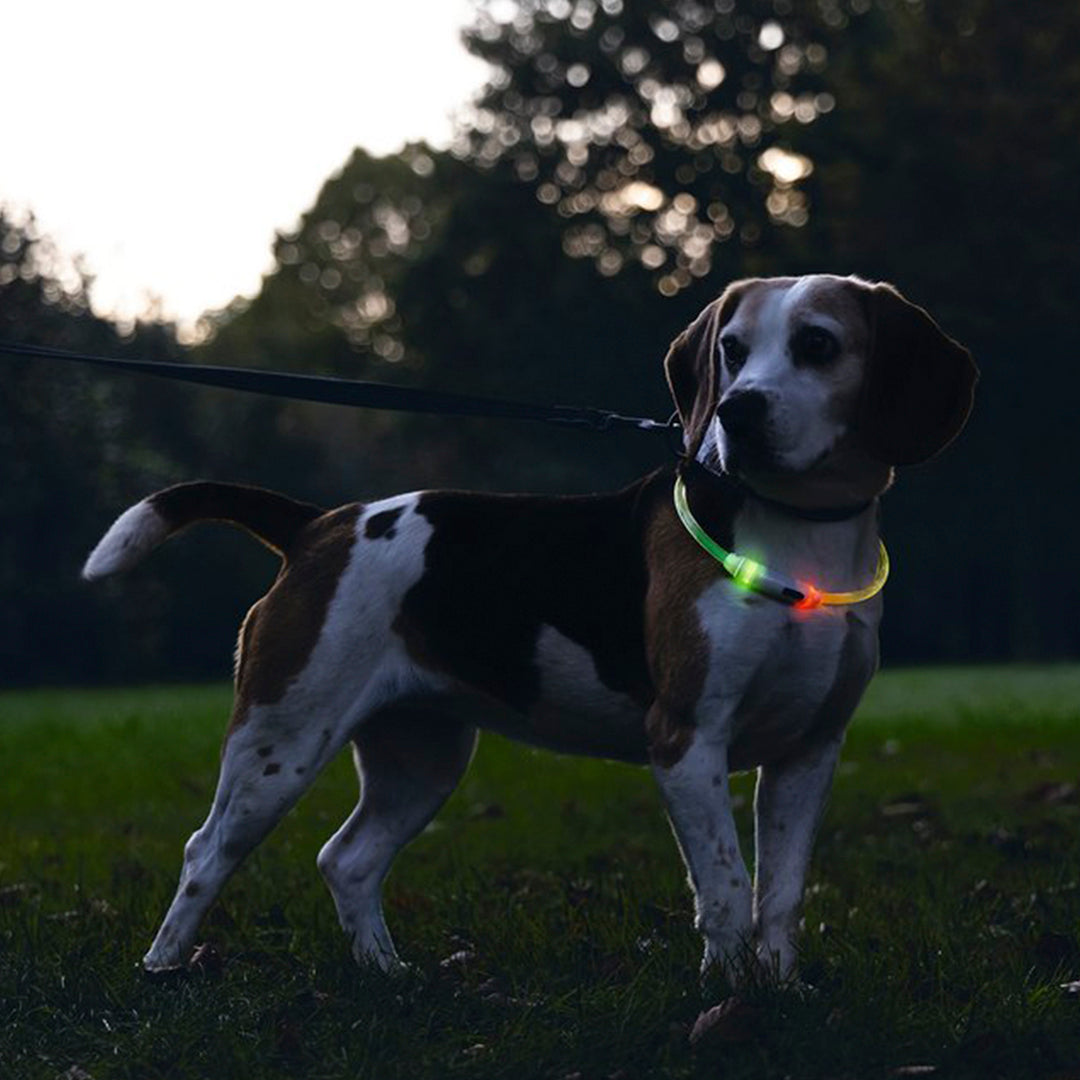 Beeztees - Safety Gear Dogini - Multi