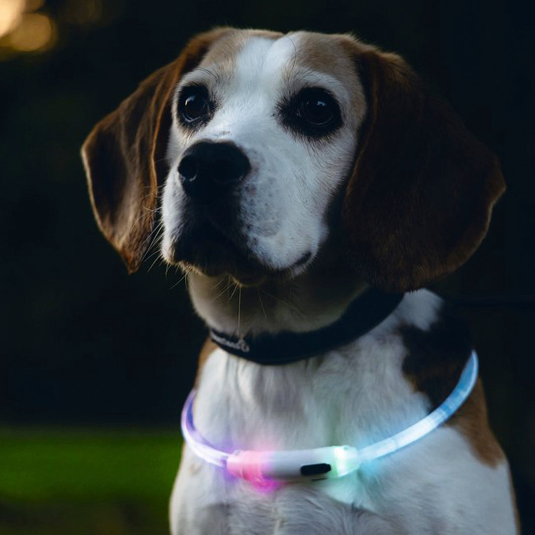 Beeztees - Safety Gear Dogini - Multi