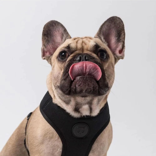 Zee.Dog Adjustable Air Mesh harnas Gotham