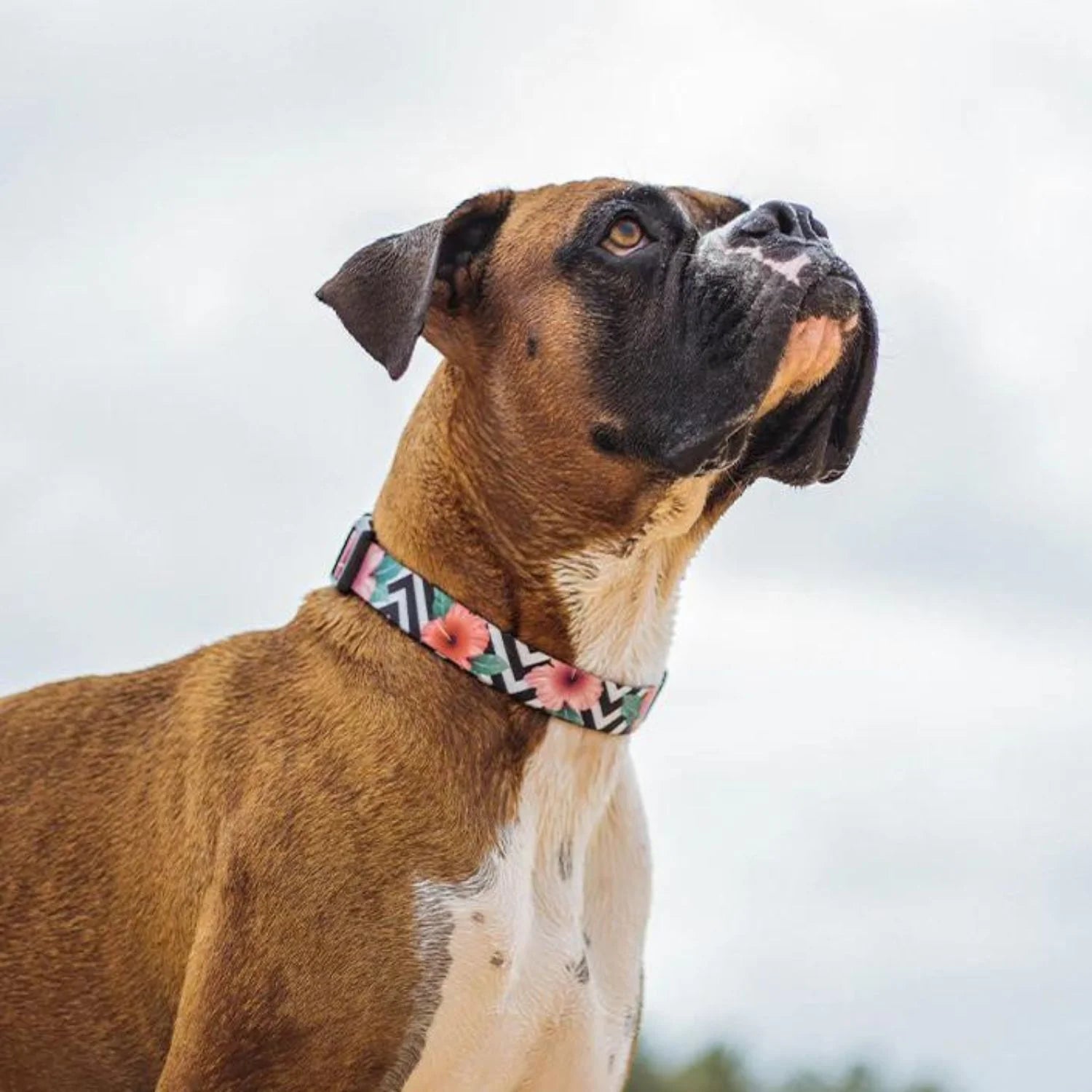 Zee.Dog - Halsband Mahalo