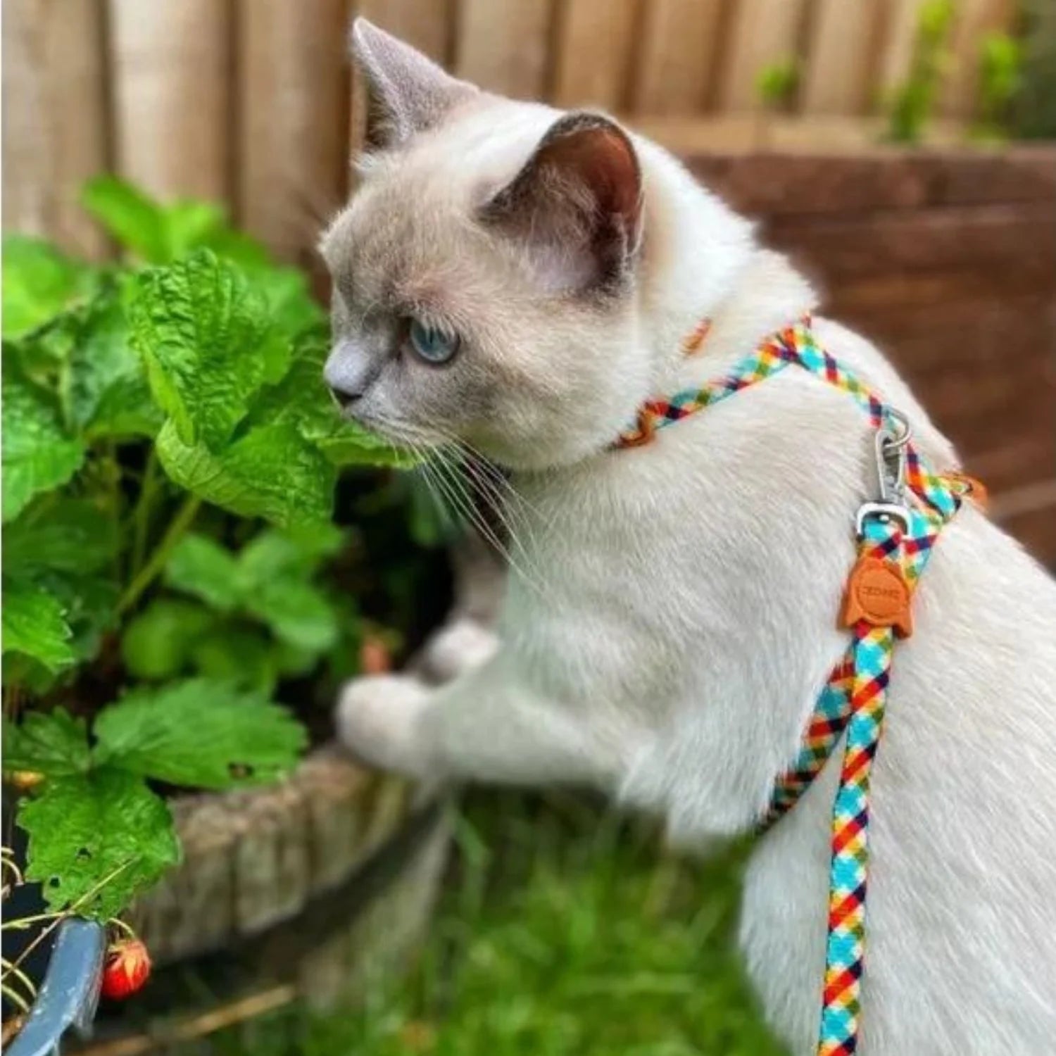 Zee.Cat - Kattentuigje + Riem Set Phantom