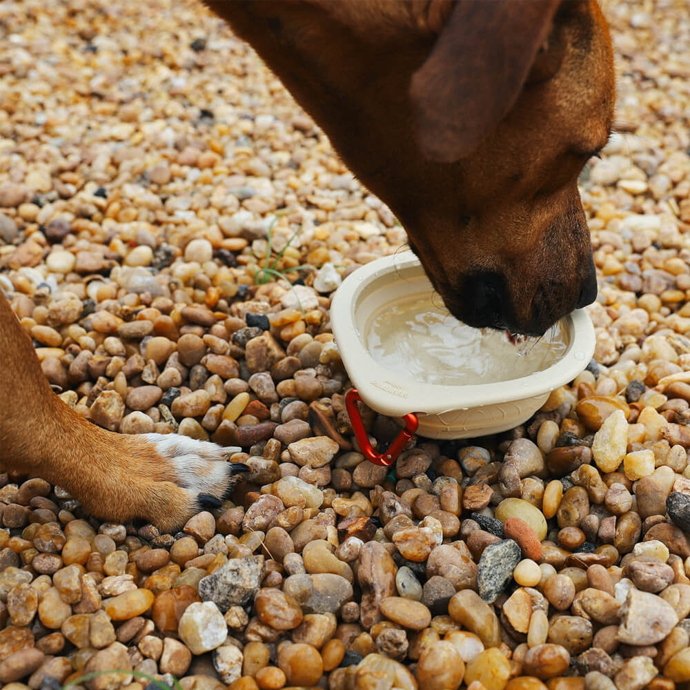 Zee.Dog - Go Bowl Biscotti