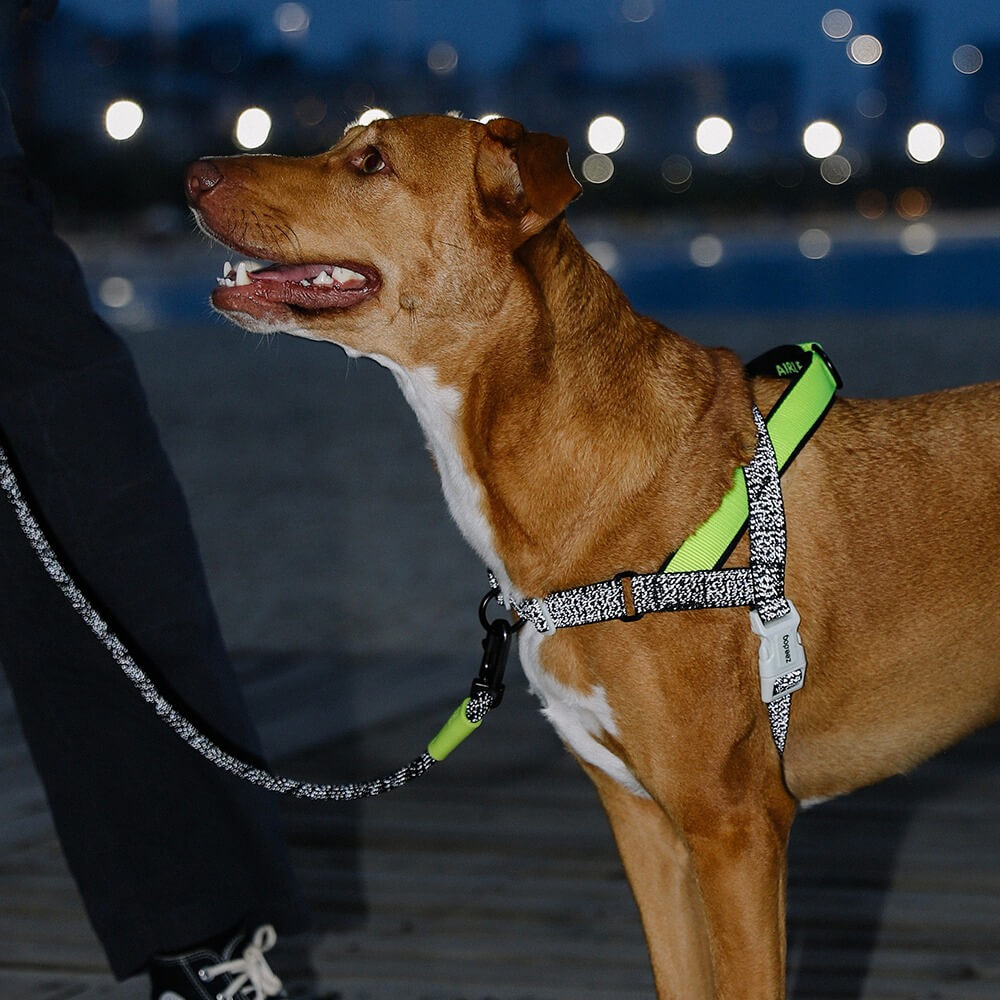 ドッグワン Zee.Dog - Nox Softer Walk harnas – Neusje van Geusje
