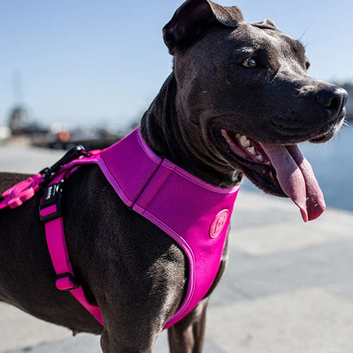 Zee.Dog - Adjustable Air Mesh harnas Pink Led
