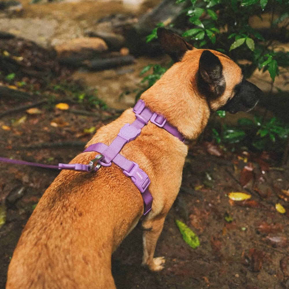 Zee.Dog - H-harnas NeoPro Ultra Violet
