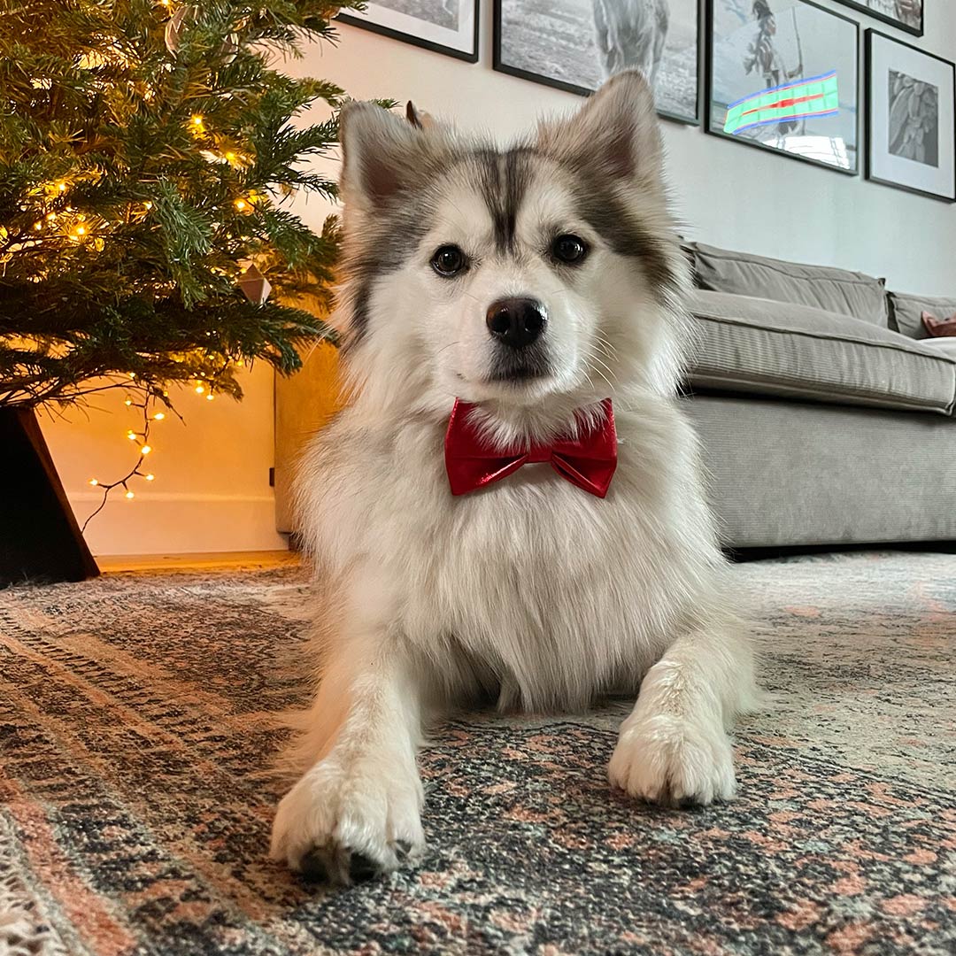 Trixie Kerststrik Rood Glitter (10 cm)