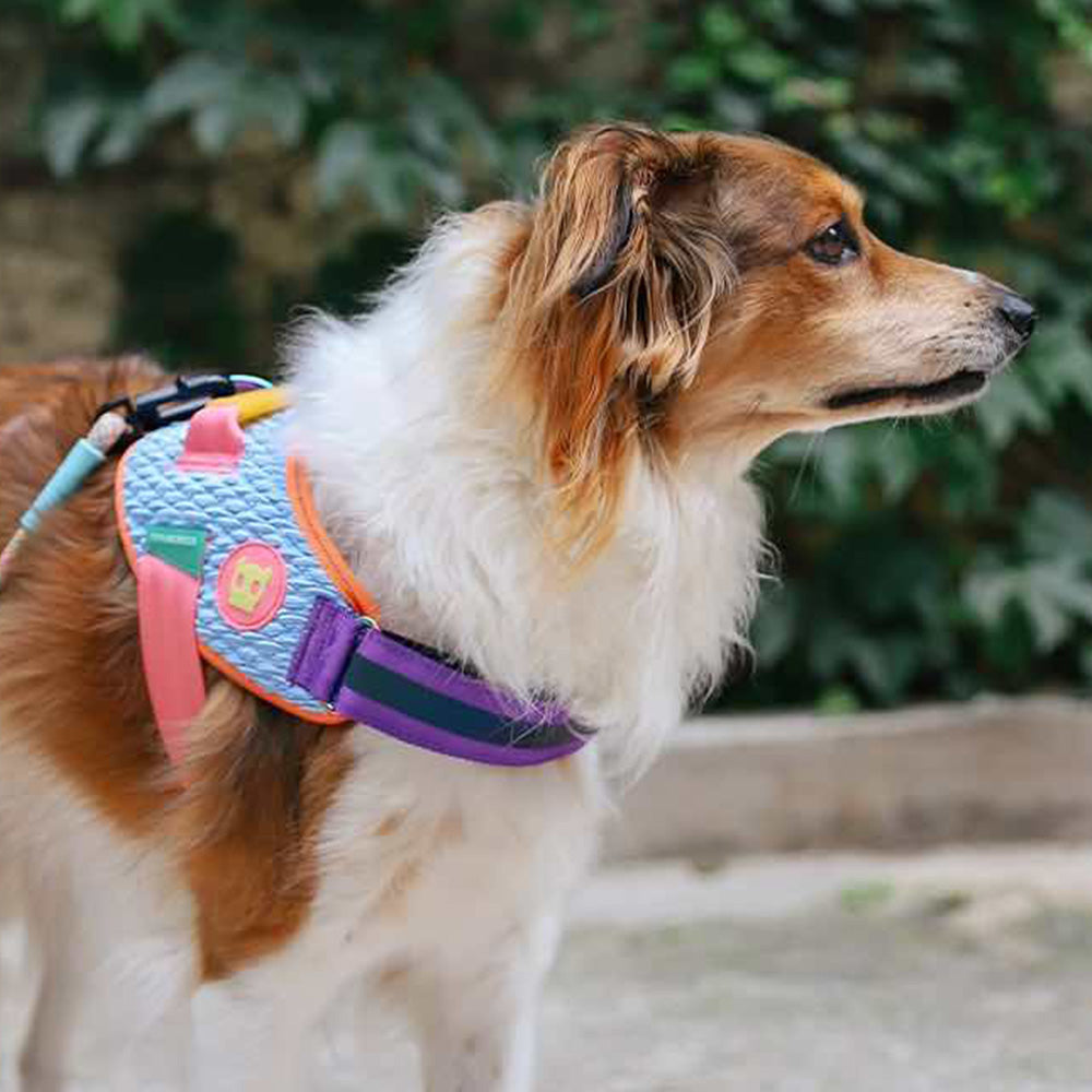 Zee.Dog Fly harnas Galaxy